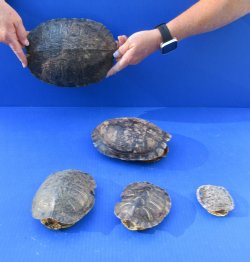 Five piece 3" to 9" B-Grade Red Eared Slider Turtle Shells