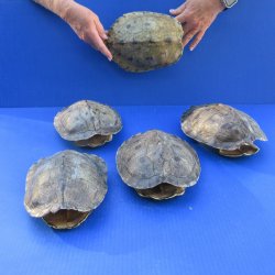 Five piece Map Turtle Shells - 8 to 8-1/4 inches 