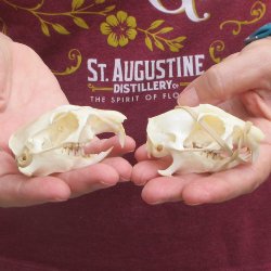 Two piece North American Prairie Dog Skulls