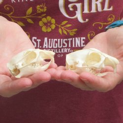 Two piece North American Prairie Dog Skulls