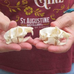 Two piece North American Prairie Dog Skulls