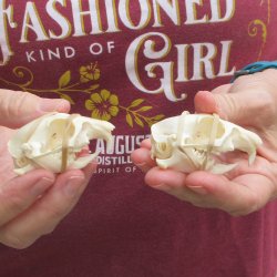 Two piece North American Prairie Dog Skulls