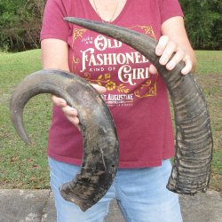 Two piece B-Grade 24" & 28" Natural Buffalo Horns