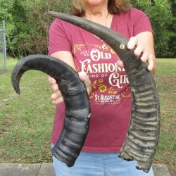 Two piece B-Grade 21" & 24" Natural Buffalo Horns