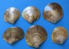 Wholesale Polished Mother of Pearl Blacklip Shells, commercial grade, 3 to 3-7/8 inches - Packed 10 @ $1.60 each; 
