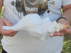 Florida Horse Conch Shell (11") - Triplofusus giganteus - $27