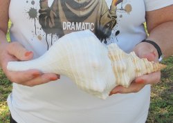 Florida Horse Conch Shell (11") - Triplofusus giganteus - $27
