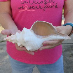10 inch Horse Conch 