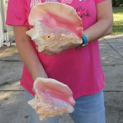 Two piece 7-1/2" & 7" B-Grade Pink Conchs
