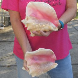 Two piece 7-1/2" B-Grade Pink Conchs