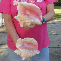 Two piece 7-1/2" B-Grade Pink Conchs