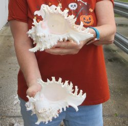 Two piece 8" Murex Ramosus 