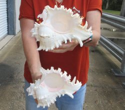 Two piece 8" Murex Ramosus 