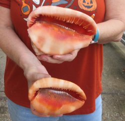 Two Cameo Bullmouth sea shells 5 inches long