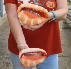 Two Cameo Bullmouth sea shells 5 inches long