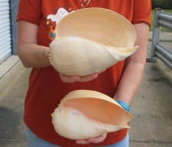 Two piece 8" Philippine crowned baler melon shells