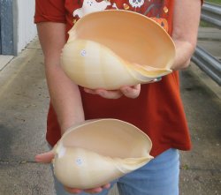 Two piece 8" Philippine crowned baler melon shells