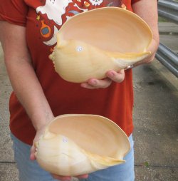 Two piece 8" Philippine crowned baler melon shells