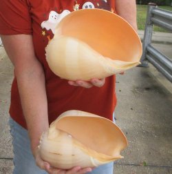 Two piece 8" Philippine crowned baler melon shells