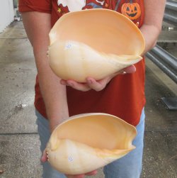 Two piece 8" Philippine crowned baler melon shells