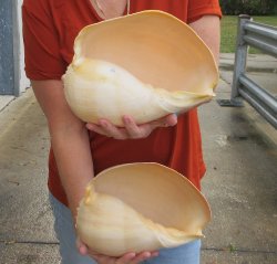 Two piece 10" Philippine crowned baler melon shells