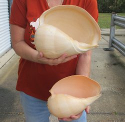 Two piece 10" Philippine crowned baler melon shells