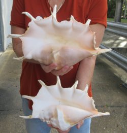Two piece 13" Giant Spider Conch Shell 