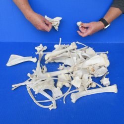 4lb Assorted Bones