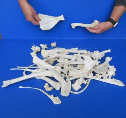 4lb Assorted Bones