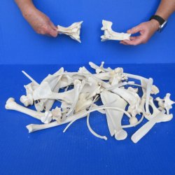 4lb Assorted Bones