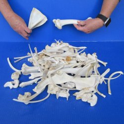 4lb Assorted Bones