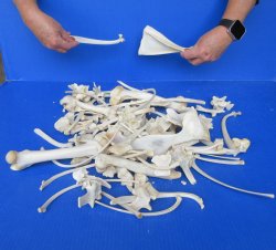 4lb Assorted Bones