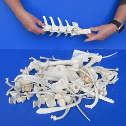 4lb Assorted Bones