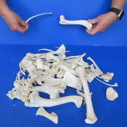 4lb Assorted Bones