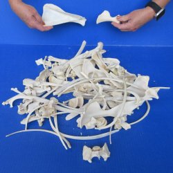 4lb Assorted Bones