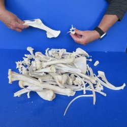 4lb Assorted Bones