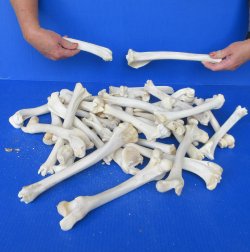 Thirty Five Deer Leg Bones 6" to 12" 