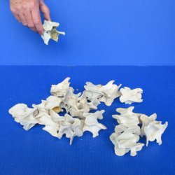 Fifteen Large Neck Vertebrae Bones, 2-1/2" to 3-1/2" 