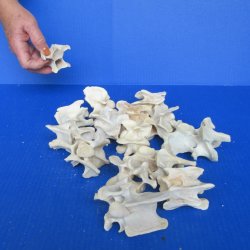 Fifteen Large Neck Vertebrae Bones, 2-1/2" to 3-1/2" 