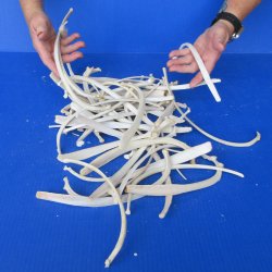 Fifty Piece Boar Rib Bones 7 to 10 inches