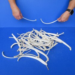 Fifty Piece Boar Rib Bones 7 to 10 inches
