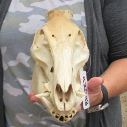 B-Grade 11-1/2" Wild Boar Skull