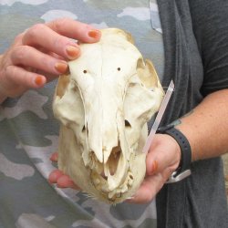 B-Grade 10" Wild Boar Skull