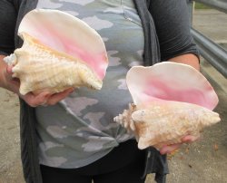 Two piece lot of 8" B-Grade Pink Conchs - $24