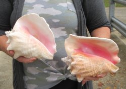 Two piece lot of 8" B-Grade Pink Conchs - $24