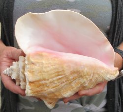 9 inch B-Grade Pink Conchs - $20