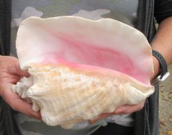 9 inch B-Grade Pink Conchs - $20