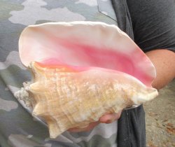 For sale 9" Huge Pink Conch Shell - $22