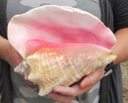 For sale 9" Huge Pink Conch Shell - $22