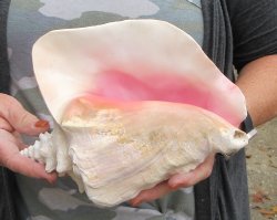 For sale 9" Huge Pink Conch Shell - $22